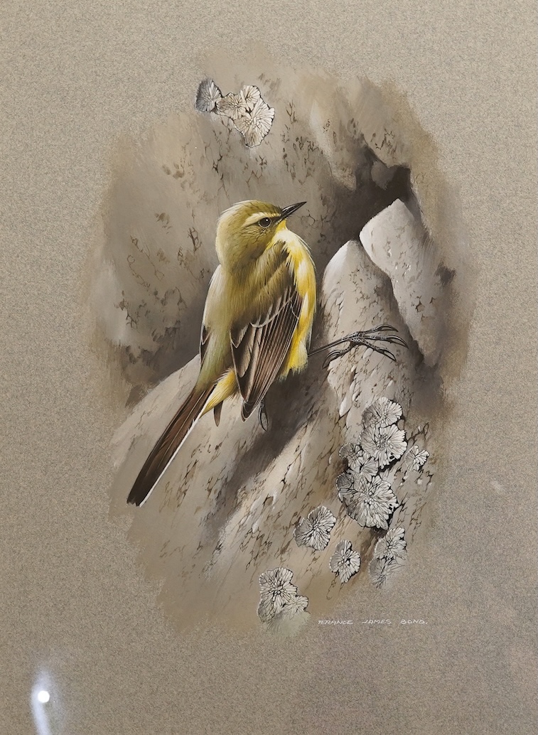 Terrence James Bond (b.1946), Yellow wagtail, signed, watercolour, 34 x 25cm